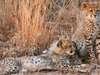 Serondella Lodge - Wildlife 